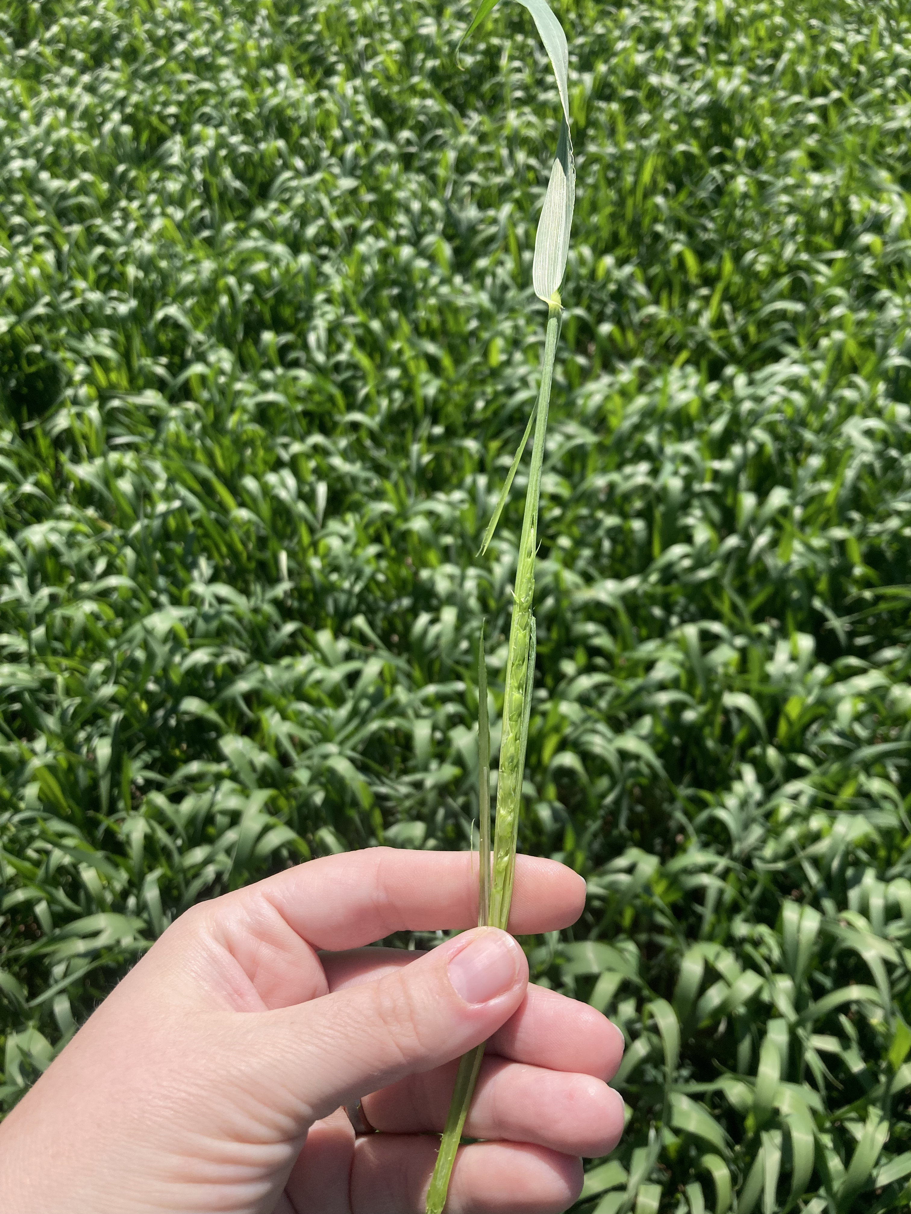 26 head in stem Feekes 9.jpeg